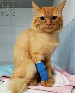 Коте почки