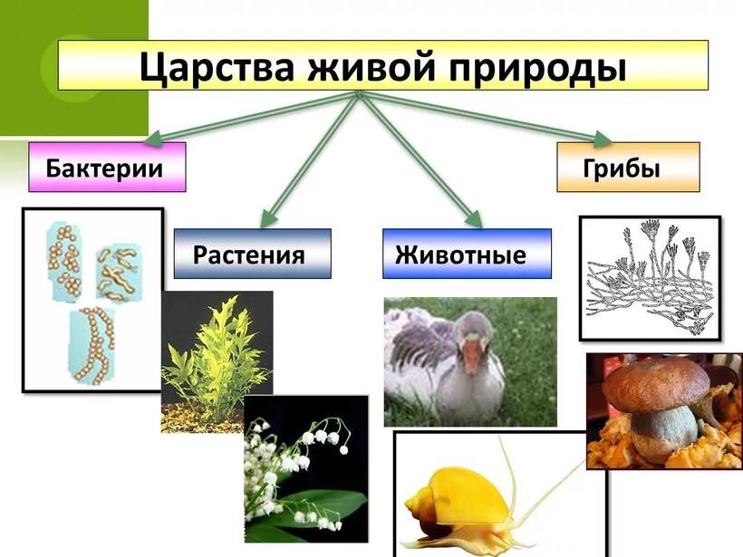 Бактерии растений. Царство животных царство растений царство грибов царство бактерий. Бактерии царство живой природы. Бактерии грибы животные. Царства животные грибы.