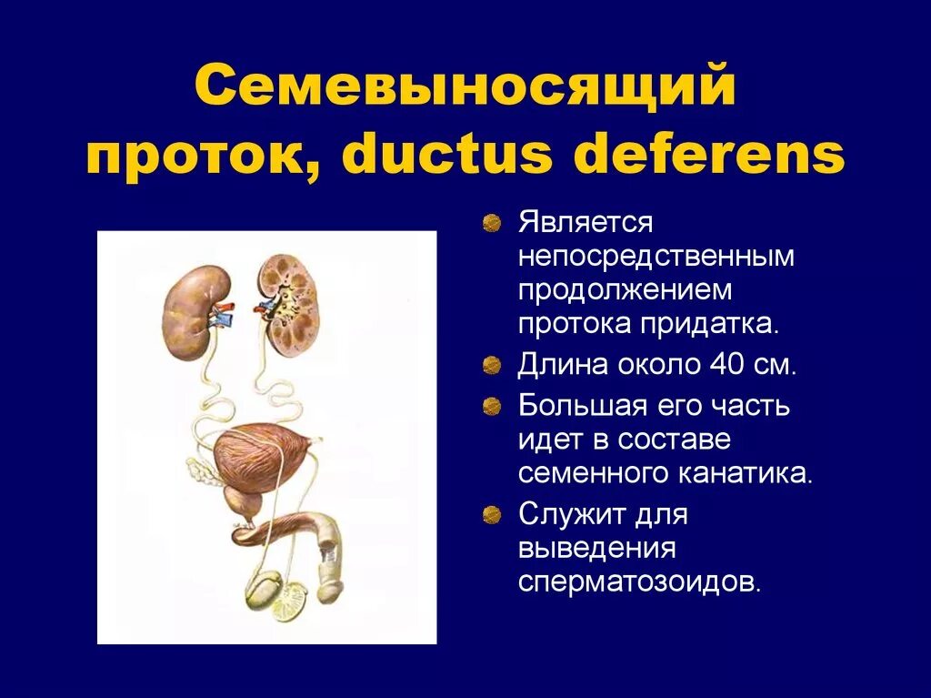 Придатки у мужчин симптомы. Морфофункциональная характеристика органов выделительной системы. Морфофункциональная характеристика мочевыделительной системы. Пути выведения сперматозоидов. Возрастные особенности органов выделительной системы.