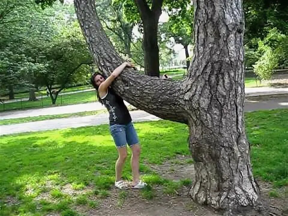 Vs tree. Vs tree