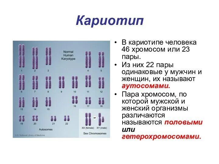 Кариотип хромосомный набор. Нормальный кариотип человека состоит из 22 пар. Кариотип человека 46 хромосом. Нормальный набор хромосом человека таблица.