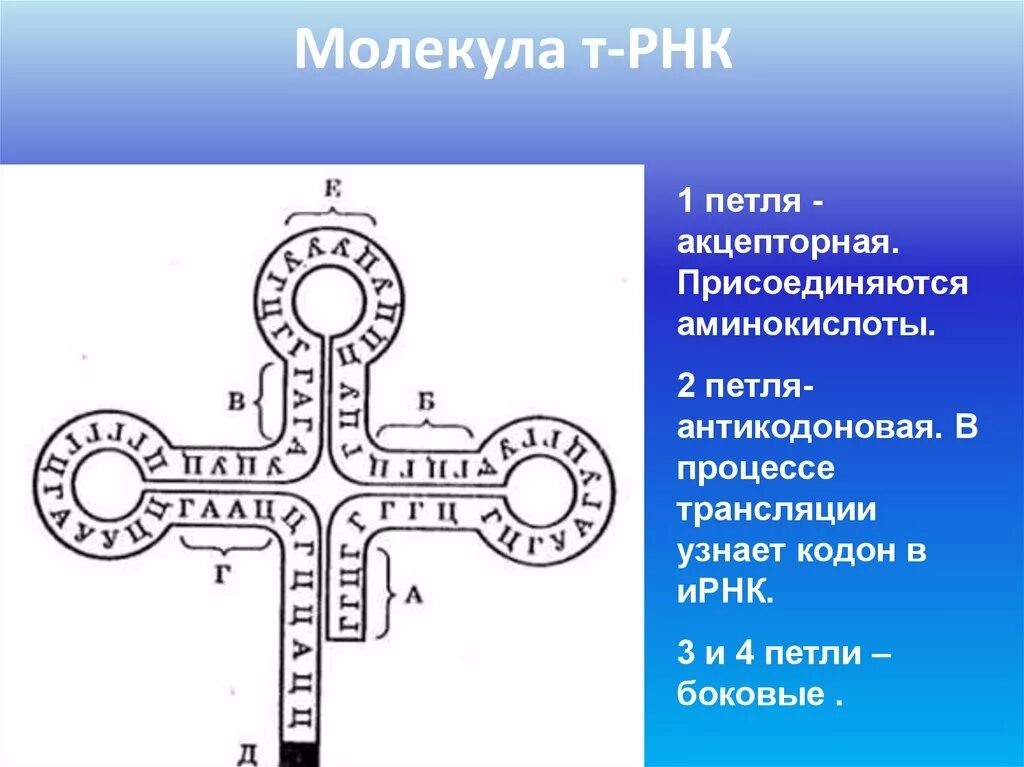 Схема строения молекулы ТРНК. Строение молекулы транспортной РНК. Схема молекулы ТРНК. Строение молекулы ТРНК.