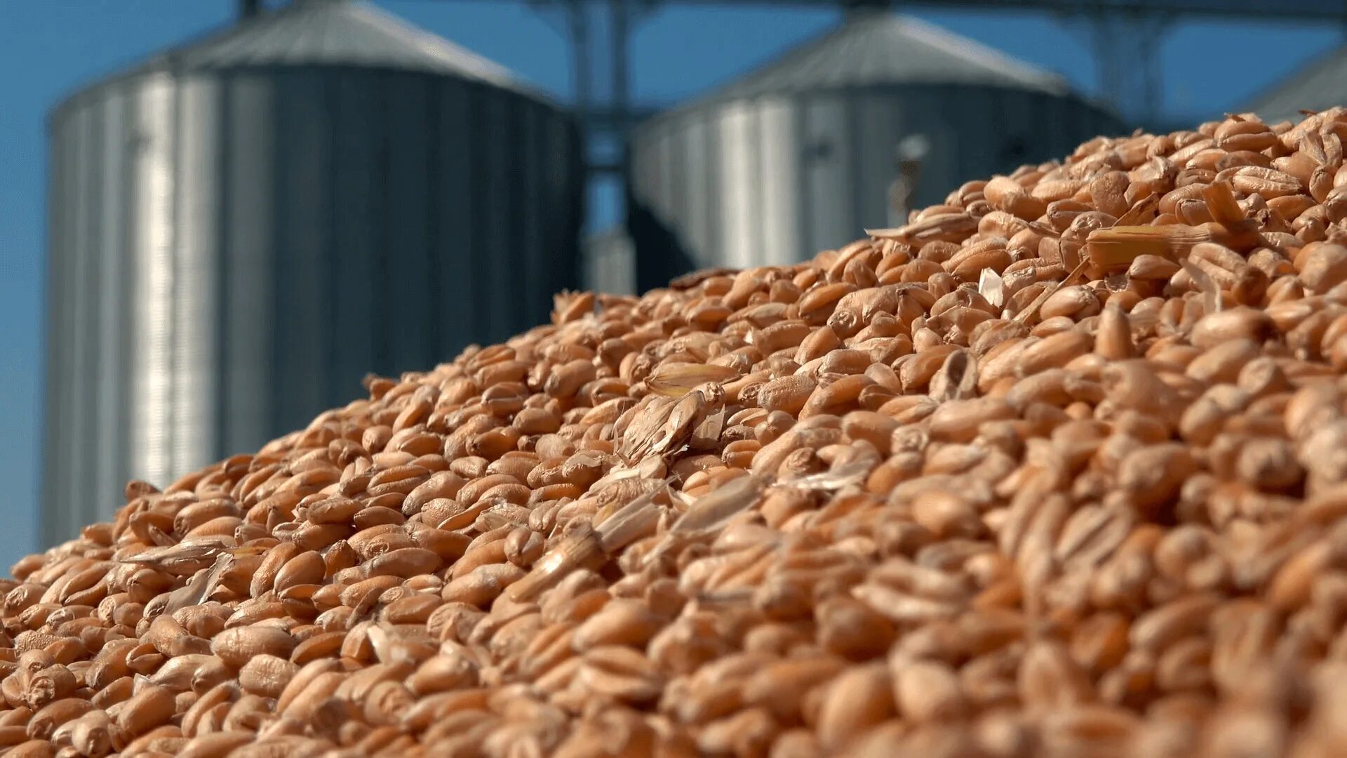 1 5 млн тонн. Зерно. Отгрузка зерна. Куча пшеницы. Экспорт зерна.