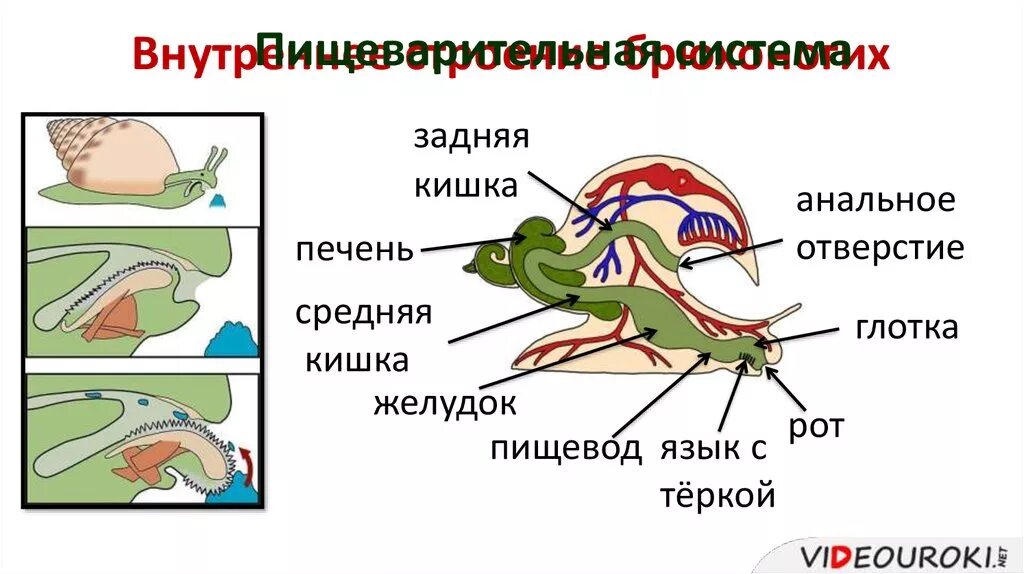 Строение пищеварительной системы брюхоногих моллюсков. Внутреннее строение моллюска пищеварительная система. Строение брюхоногого моллюска пищеварительная. Внутреннее строение прудовика пищеварительная система.