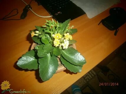 Почему скручиваются листья каланхоэ