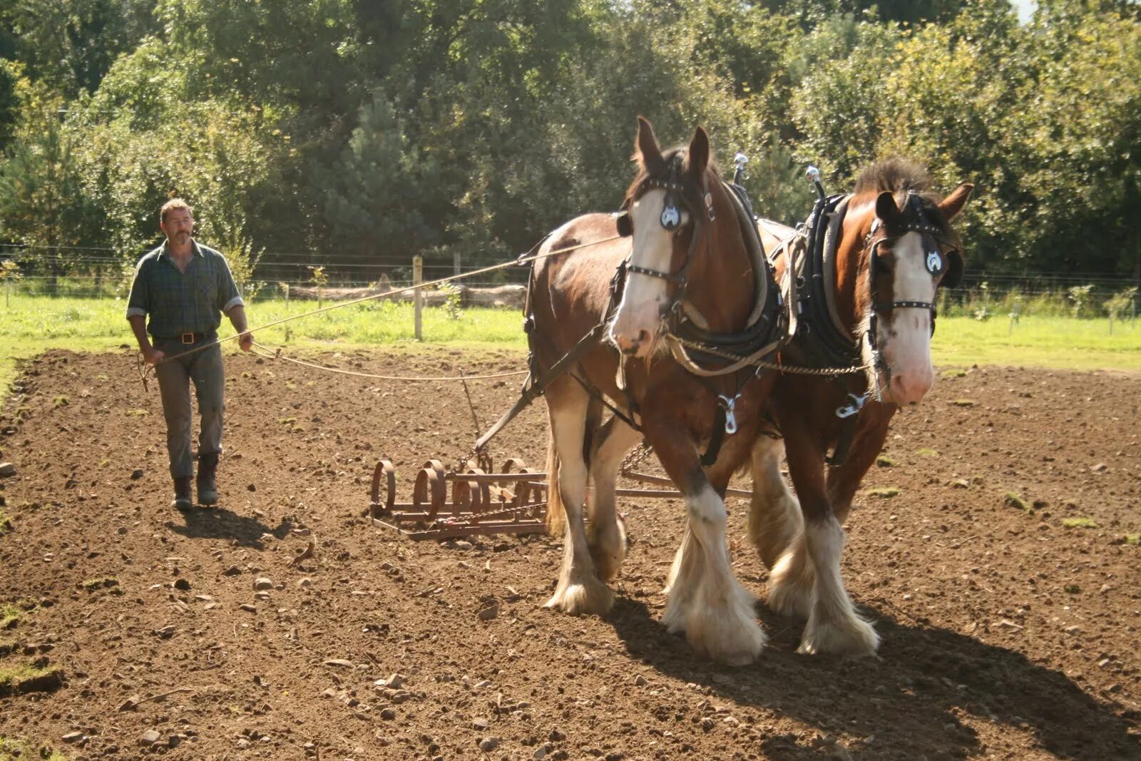 Heavy horses. Лошадь запряженная в плуг. Конь с плугом. Конь пашет землю. Лошадь в сельском хозяйстве.