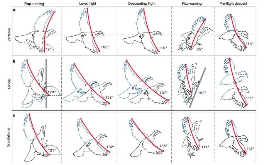 Движение крыльев птиц. Полет птицы схема. Траектория крыльев птиц. Траектория полета птиц.