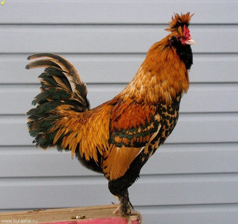 петух кохинхин. какая порода петуха. какая порода петуха. элитные куры. какая порода петуха.