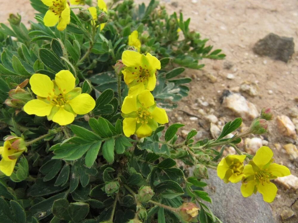 Лапчатка 4 буквы. Лапчатка вильчатая. potentilla bifurca. лапчатка двувильчатая. лапчатка плетевидная.