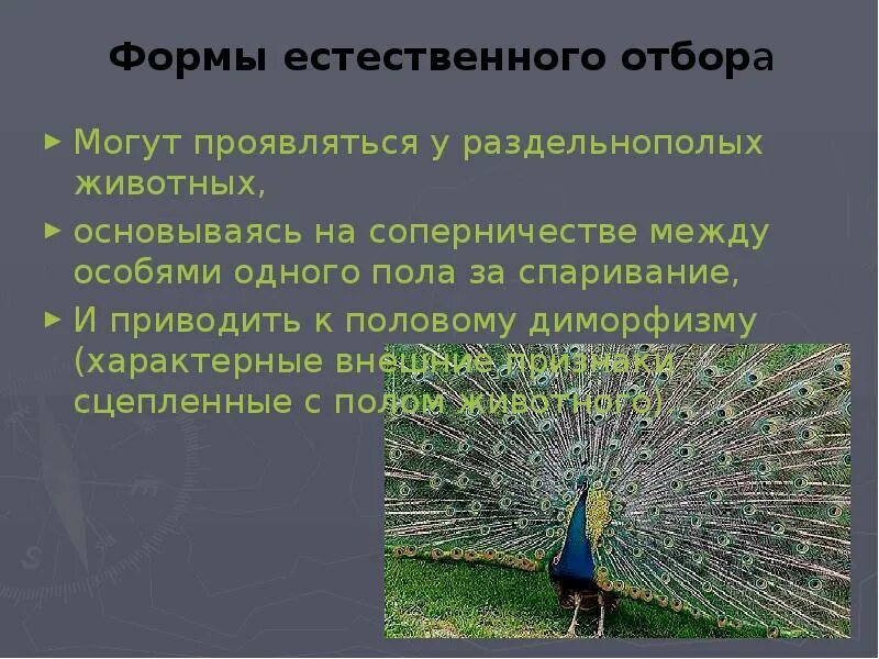 Формы естественного отбора примеры животных. Форма естественного отбора биология 9.