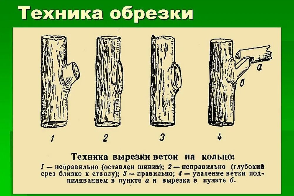 Срез на кольцо. Техника обрезки плодовых деревьев на кольцо. Правильный срез веток на яблоне. Спил веток плодовых деревьев на кольцо. Обрезка веток яблони на кольцо.