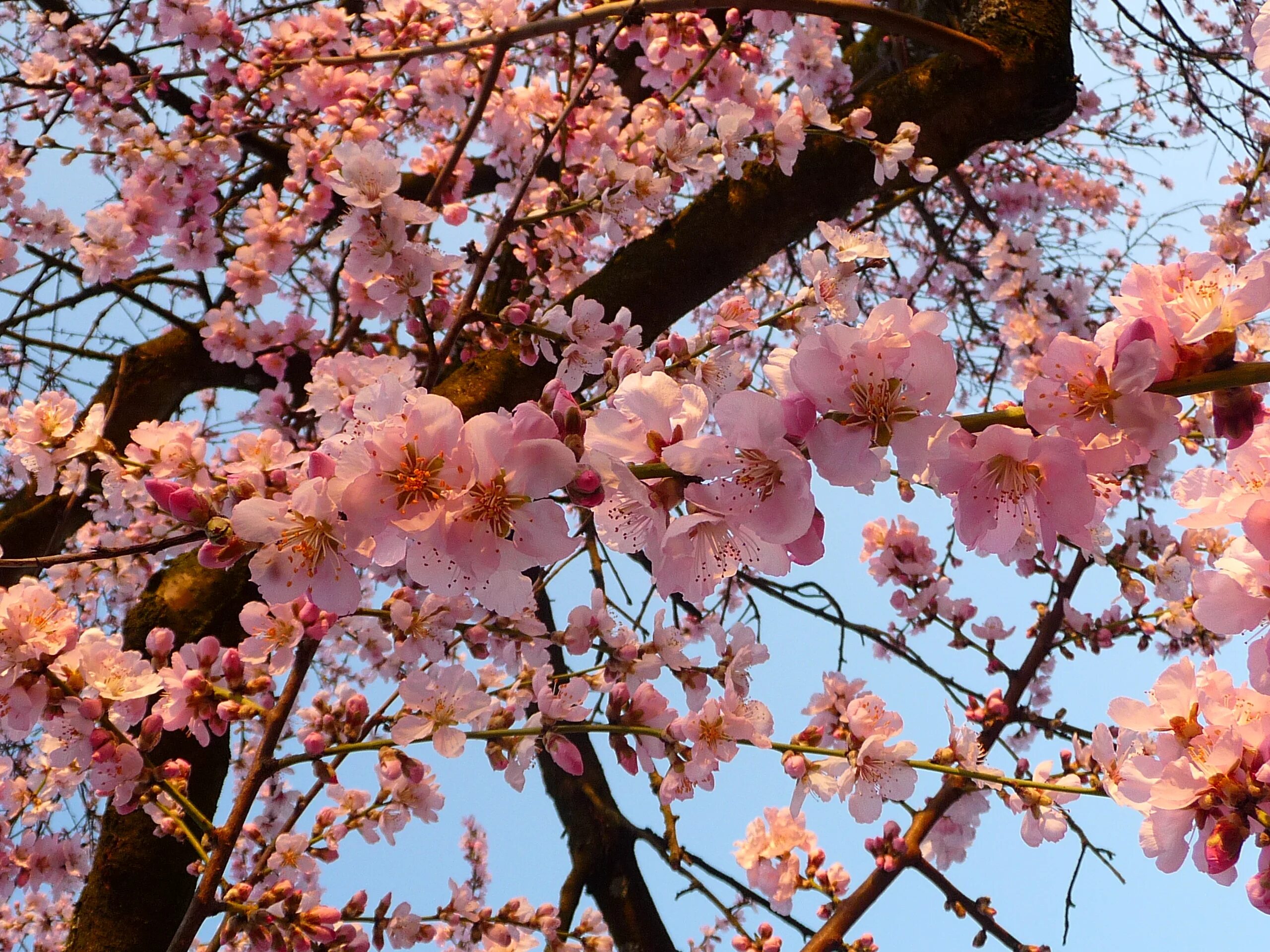 Цветущий миндаль дерево. Prunus Amygdalus. Миндаль Никитский цветет. Миндаль дерево. Миндаль Никитский цветение.