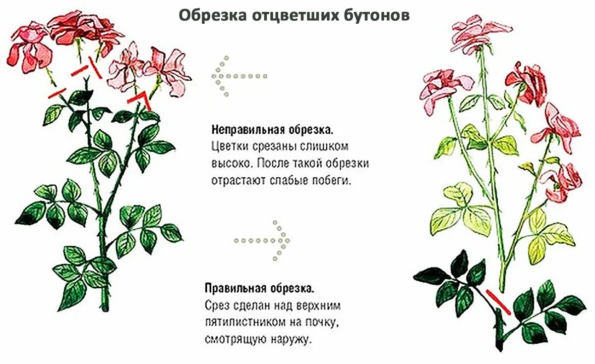 Обрезка цветов розы после цветения. Обрезка роз летом после цветения. Как обрезать отцветшие розы летом правильно после первого цветения. Как обрезать розы летом после цветения правильно отцветшие.