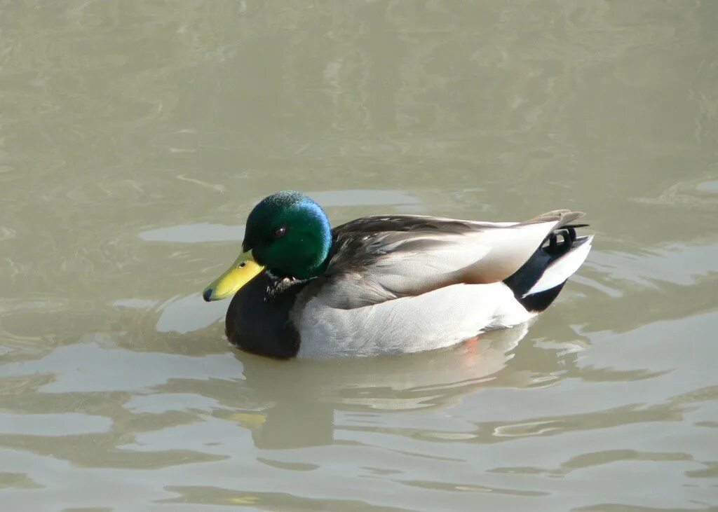 A bird can. A bird can. A bird can. карточка chimp английский. стих i can jump.