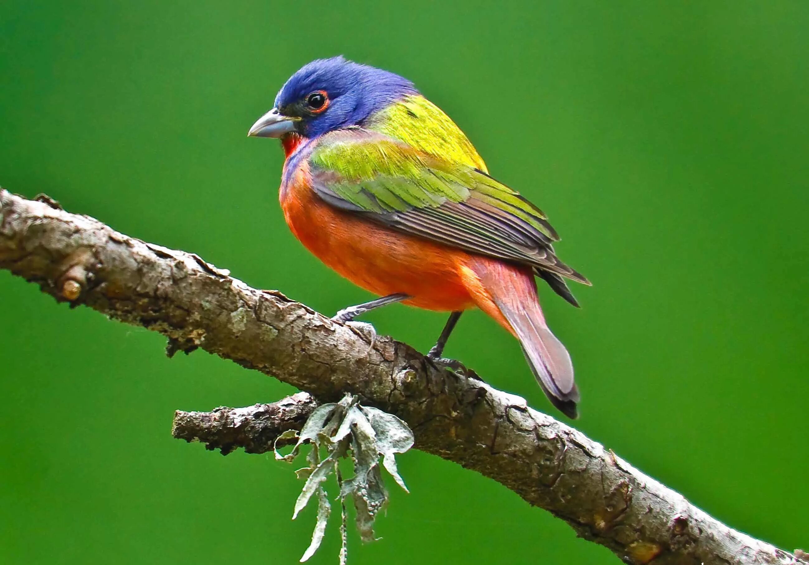 Nice birds. Расписной овсянковый Кардинал. Оранжевогрудый овсянковый Кардинал. Птица расписной овсянковый Кардинал. Зелёный овсянковый Кардинал.