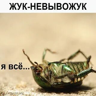 Да это я жук