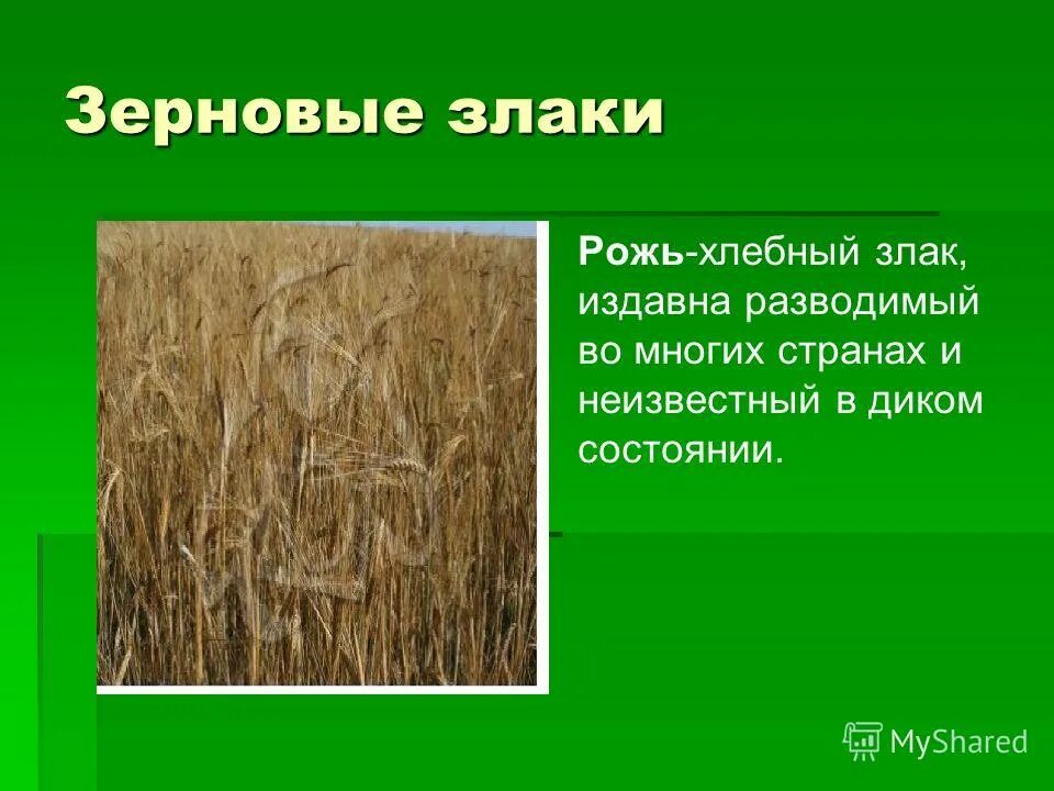 злаки мятликовые. дикорастущие злаковые травы. дикие растения семейства злаковые. однодольные незлаковые растения. семейство мятликовые культурные растения.