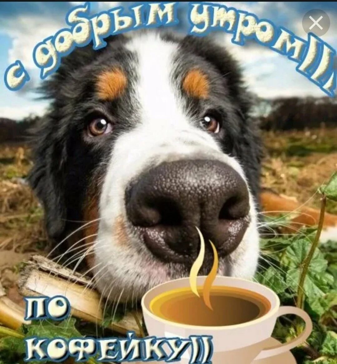 Открытки доброе утро с животными смешные