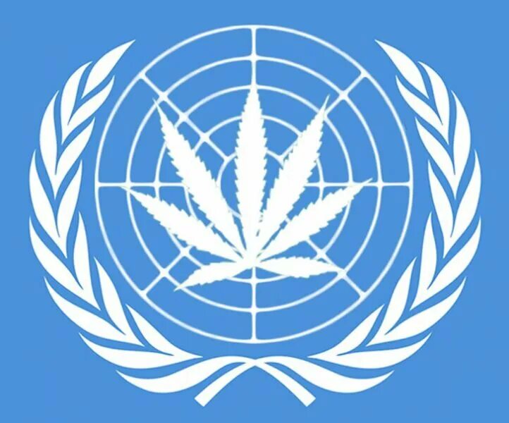 Единая конвенция. Единая конвенция ООН «О наркотических средствах». ООН. ООН наркотики. Организация Объединённых наций.