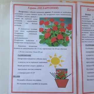 Календарь ухода за комнатными растениями