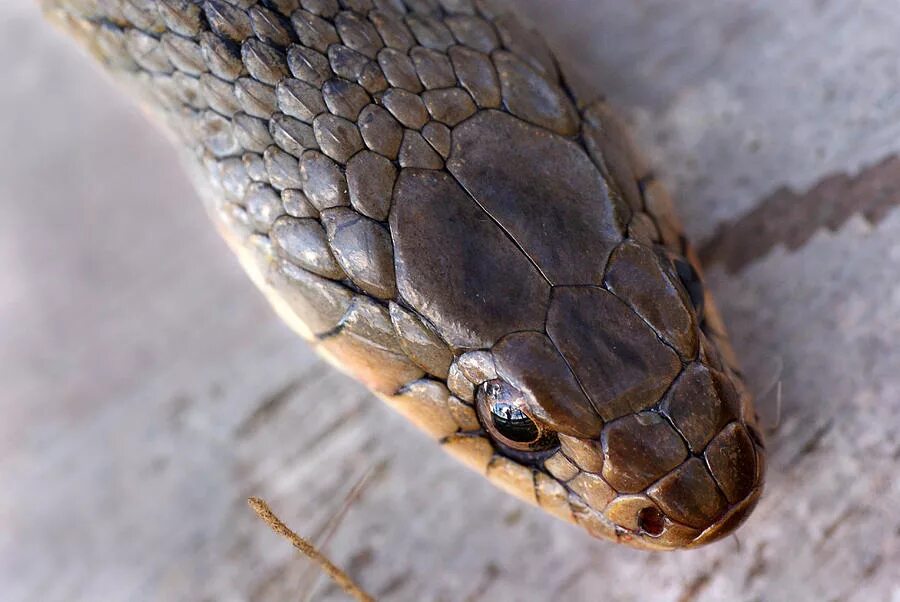 глаз ящера. глаза варана ящерицы. Ahaetulla nasuta. глаза змей. змея глаза.