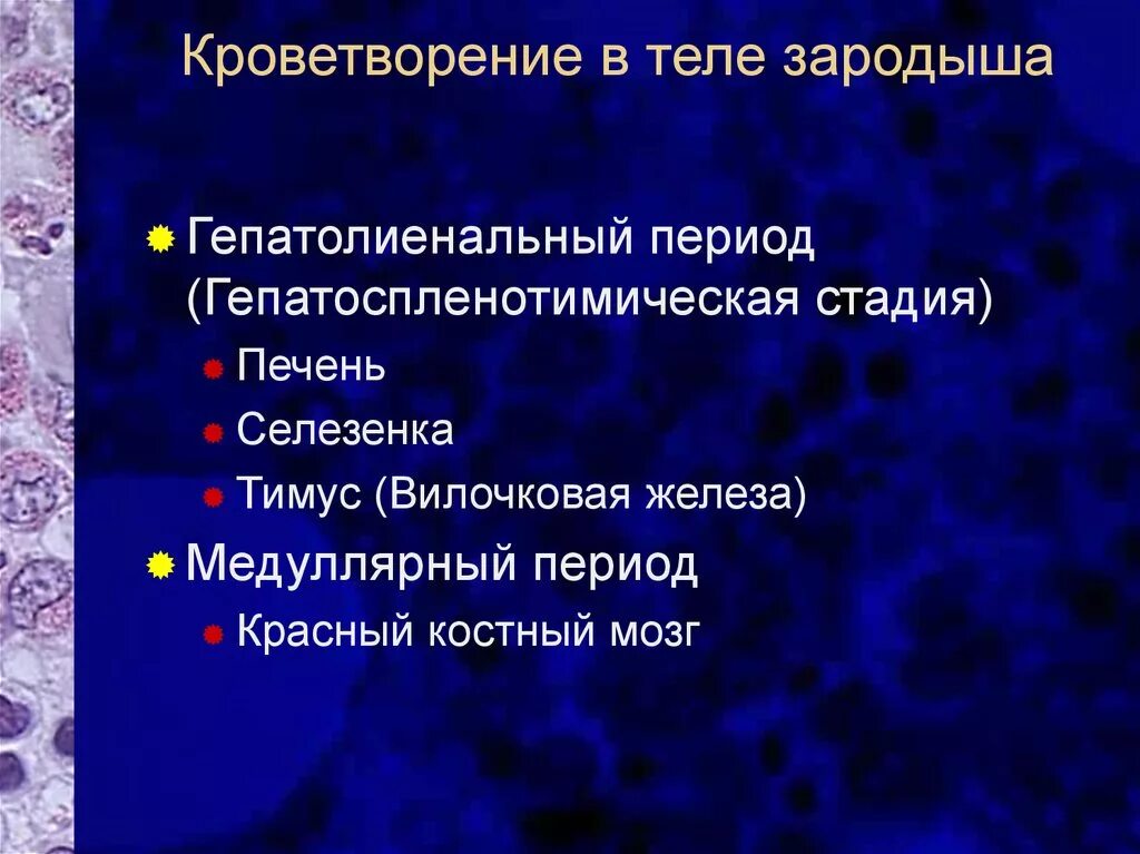 Органы гемопоэза. Периоды эмбрионального гемопоэза. Этапы эмбрионального кроветворения. Этапы эмбрионального гемопоэза. Кроветворение в селезенке.