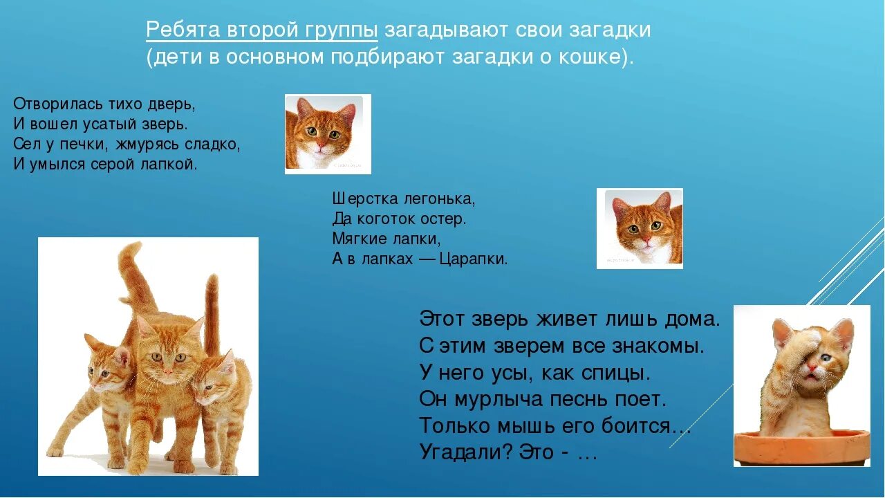 Какой котик ответ