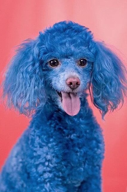 Голубой пудель. Той пудель голубой. Голубой Королевский пудель. Собака синяя пудель. Пудель с голубыми глазами.