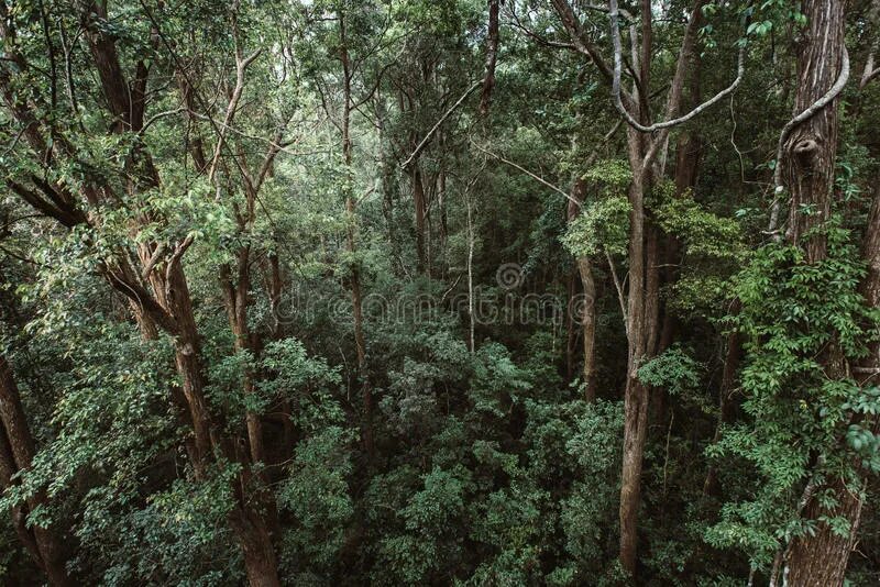 Вечнозеленые жестколистные леса австралии. Dry Tropical Evergreen Forest. Жестколиственные вечнозеленые леса. Жестколиственные вечнозеленые леса и кустарники. Subtropical Dry Forrest.