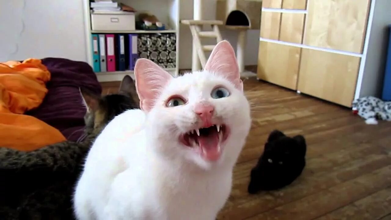 Покажи видео без рекламы. Кот с большим ртом. Говорящие коты. Смешной кот с открытым ртом. Смешные коты с человеческим ртом.