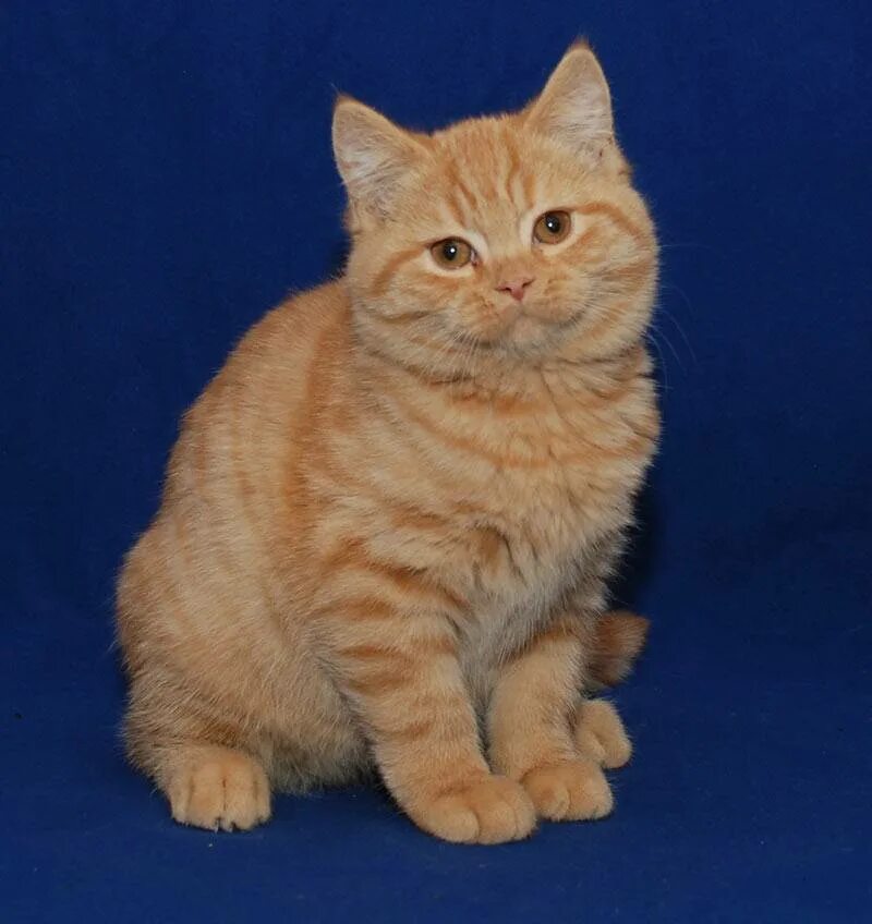 Рыжий британский кот. Рыжий британский кот прямоухий. британский котенок красный табби. британская прямоухая кошка рыжая. кот британец рыжий.
