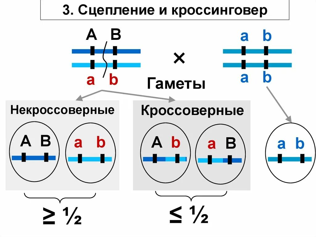 Сцепленные гены кроссинговер. Задачи на сцепление генов и кроссинговер. Сцепление без кроссинговера. Кроссинговер генетика задачи. Некроссоверные особи