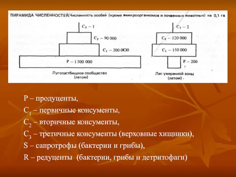 Экологическая пирамида численности. Пирамида численности. Экологические пирамиды чисел биомассы энергии. Пирамида численности схема.