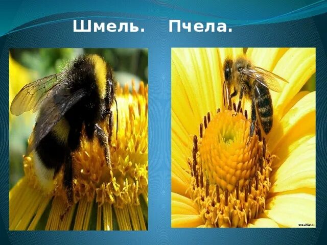 Различия пчел. Шмель пчела Оса Шершень. Шмель и пчела отличия. Оса Шмель пчела различия. Разница между пчелой и шмелем.