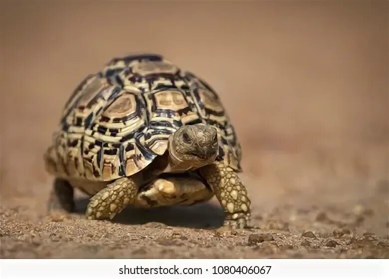Leopard tortoise