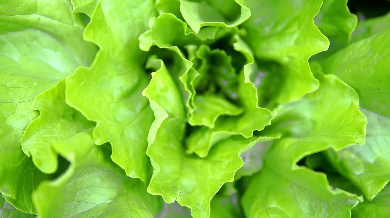 Green leaf витамины. Масло салата латука. Витамин в салате латука. Салат латук листовой. Салат зеленый листовой латук.