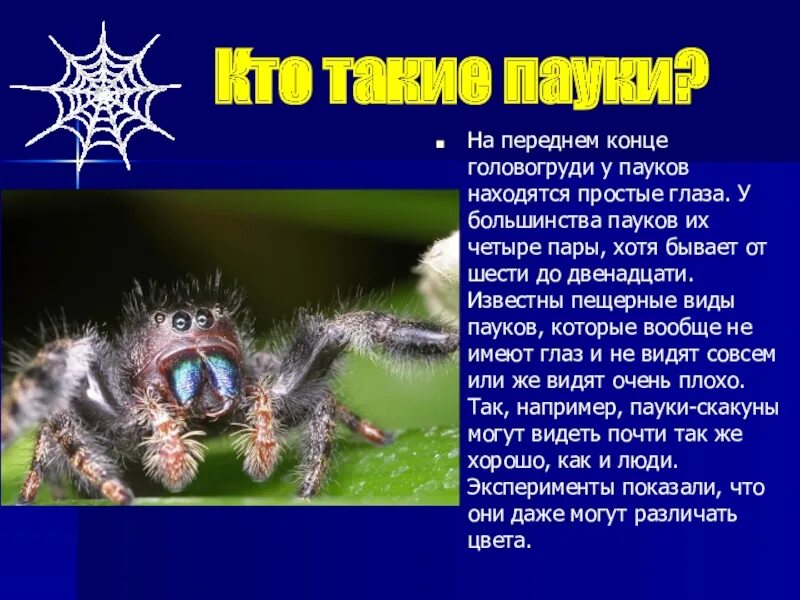 Сколько лет пауку