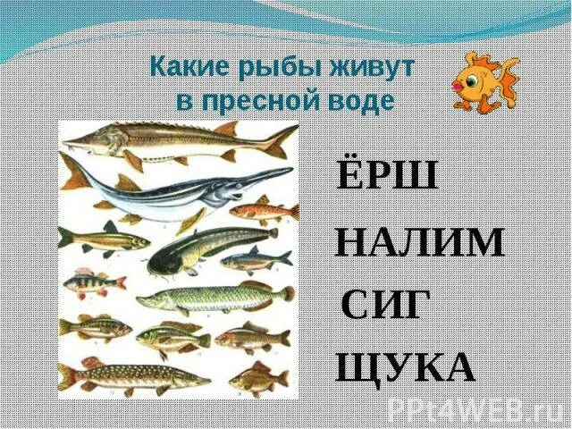 Рыбы живущие в пресной воде. Обитатели пресных водоемов рыбы. Какие рыбы живут в сановодных водоёмах. Какие рыбы обитают в пресных водоемах.