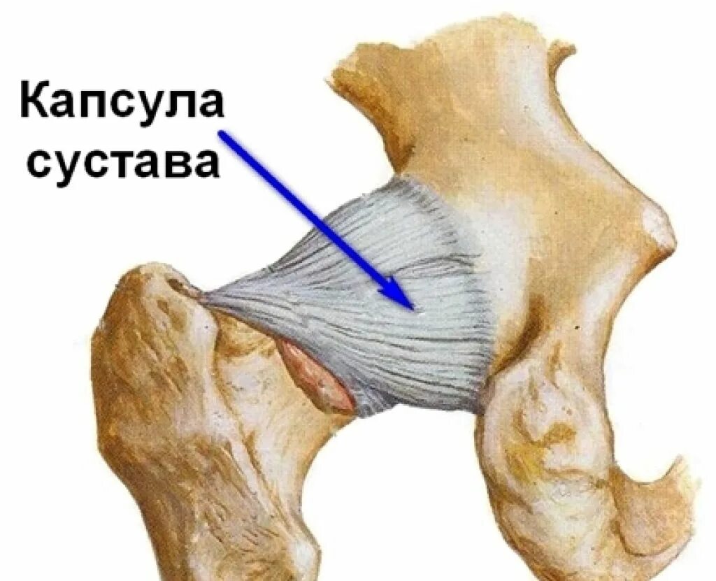 Растяжение связок сустава мкб. Суставная капсула тазобедренного сустава. Суставная капсула тазобедренного сустава анатомия. Капсульно-связочный аппарат тазобедренного сустава. Суставная капсула бедренной кости.