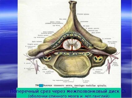 Оболочки спинного мозга характеристика