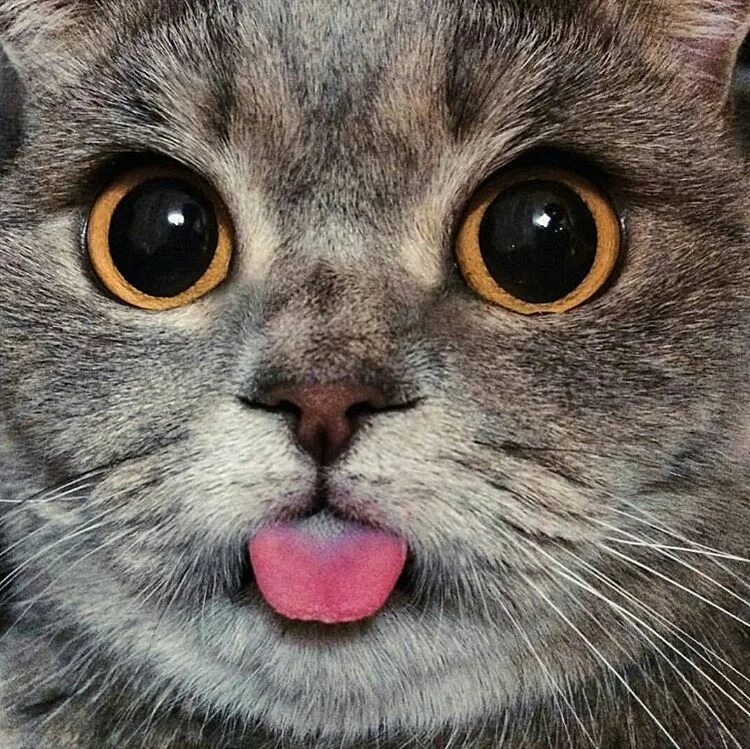 Нажми на животных