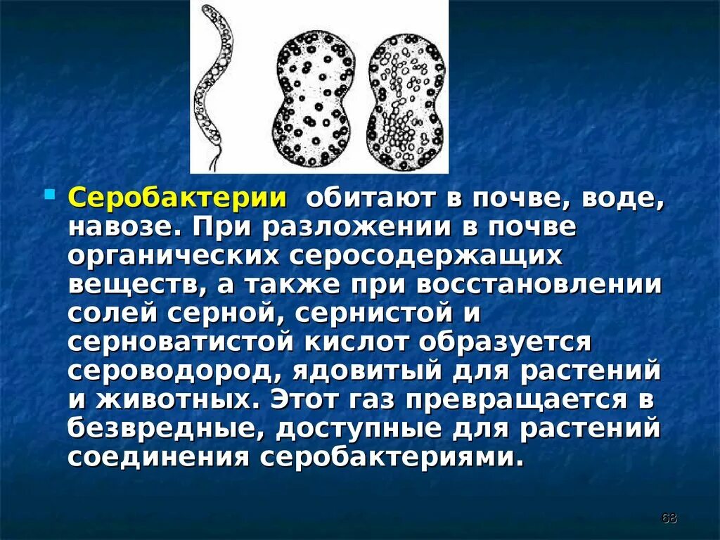 Серобактерии. Серобактерии бактерии. Серобактерии роль в природе. Железобактерии и серобактерии это бактерии.