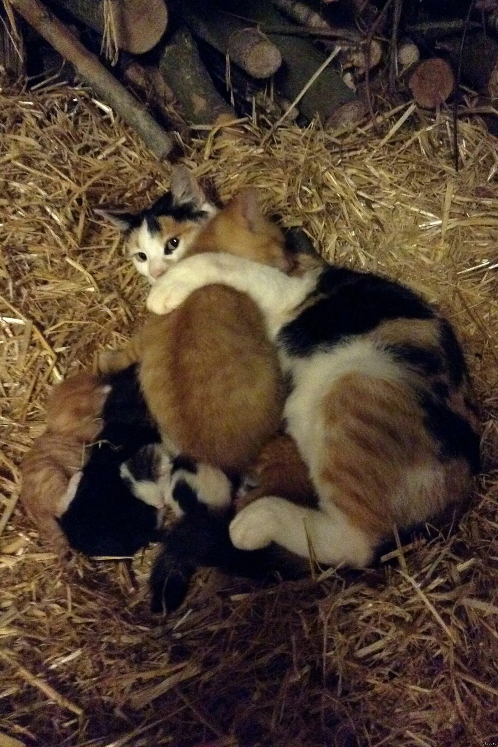 Кошка приняла