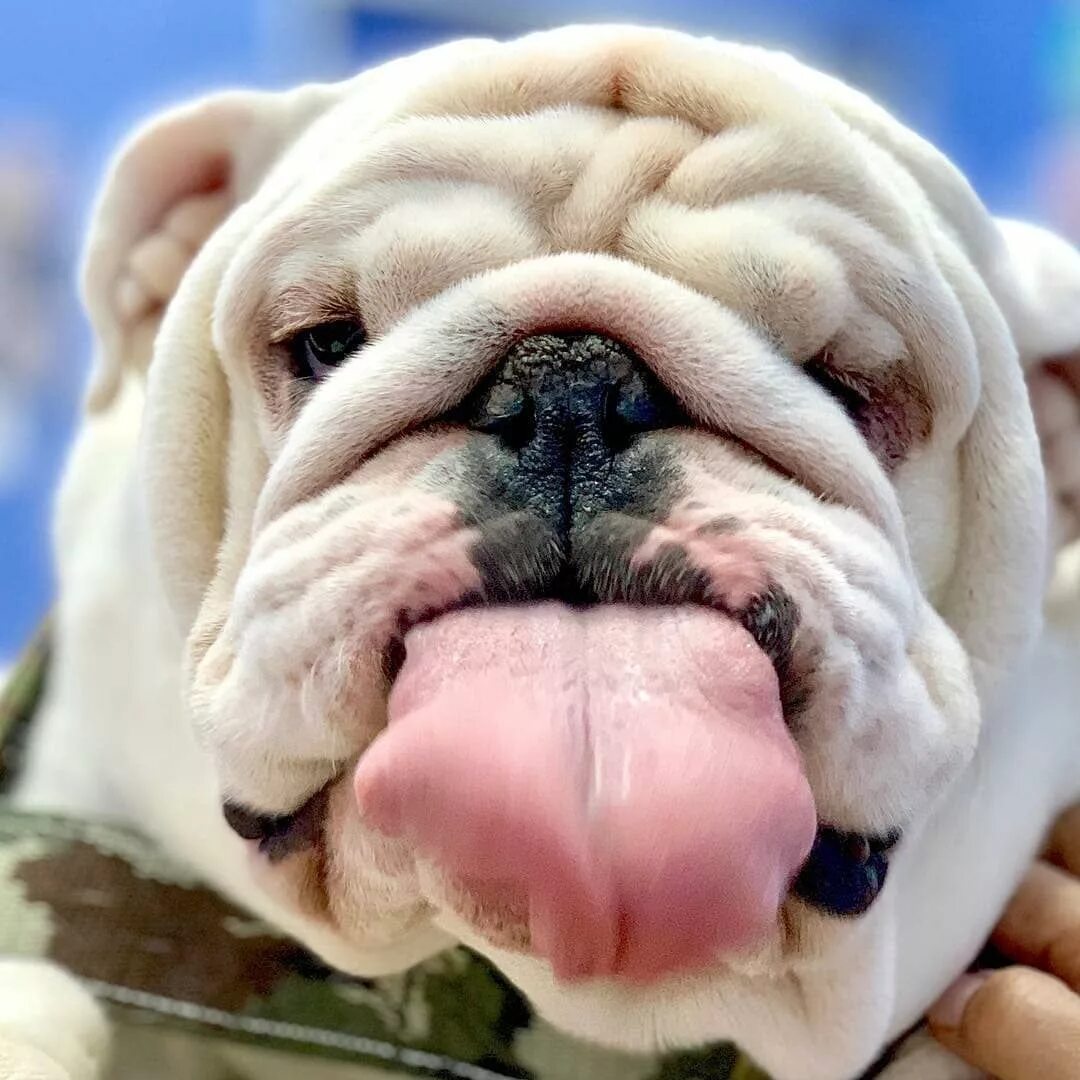 Смешные бульдоги фото
