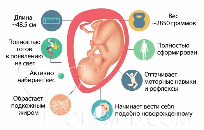 Плод на 37 неделе беременности. 37 Недель беременности вес. Вес плода на 37 неделе беременности. Вес ребёнка в 37 недель беременности.