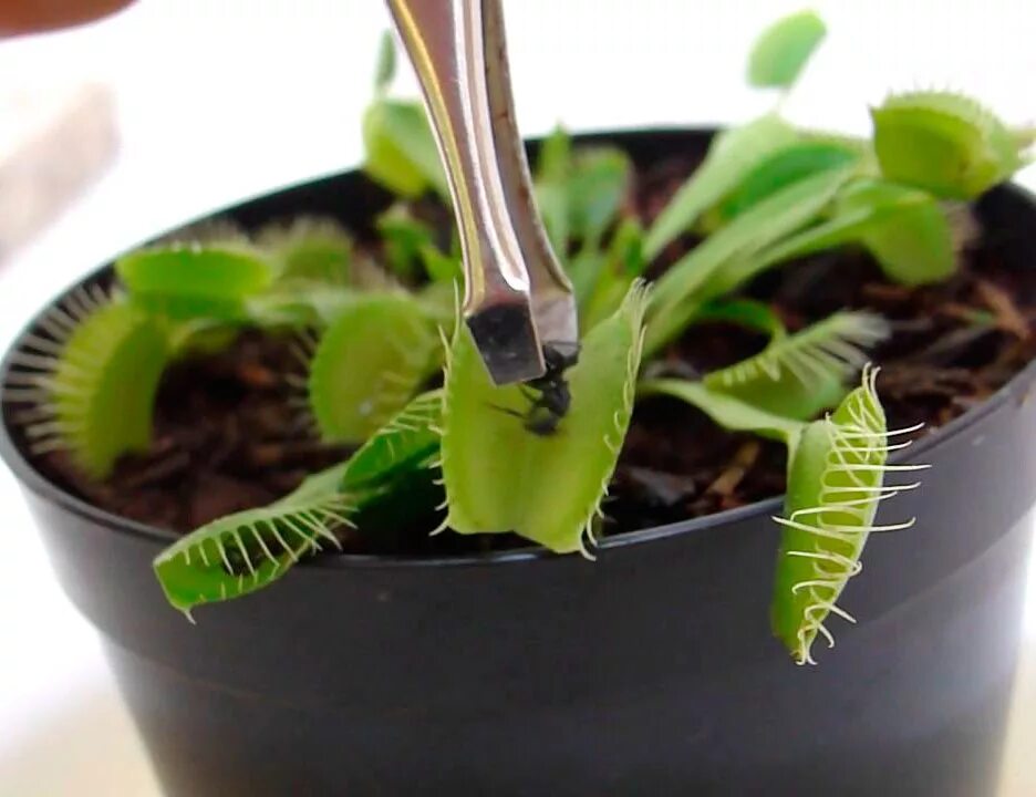 Чем кормить мухоловку. Чем кормить мухоловку. Dionaea muscipula (дионея, венерина мухоловка). Венерина мухоловка страшная. Корм для венериной мухоловки.