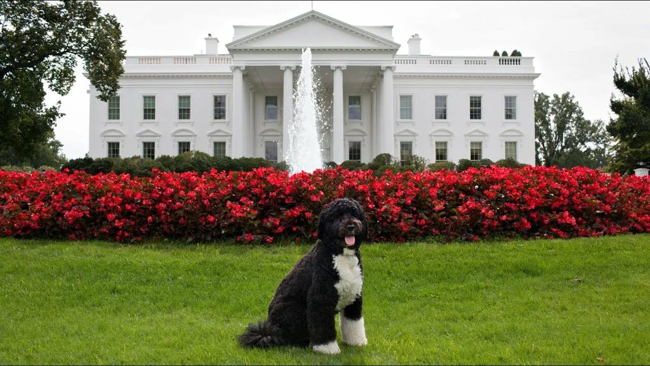 Dogs Returning to the White House!? (ELECTION AFTERMATH NEWS+JOKES) - YouTube