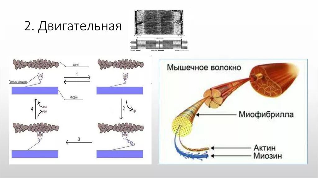 Мышечные волокна актин и миозин. Актин и миозин в мышцах схема. Строение актина и миозина. Строение мышцы актин и миозин. Миозин мышечной ткани