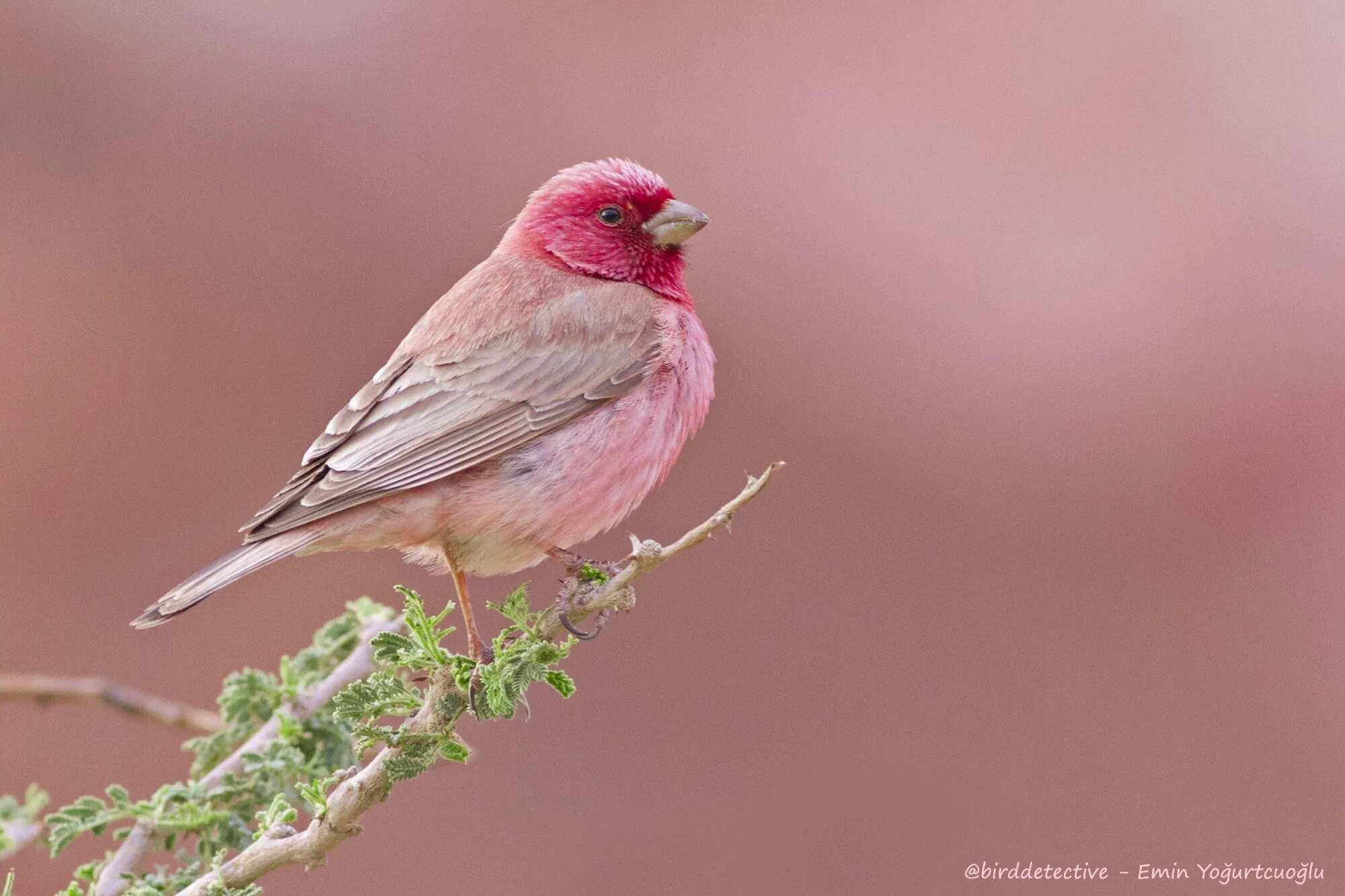 Серо розовая птица. Малиновогрудая петроика. Rosefinch птица. Розовый Зяблик. Carpodacus synoicus.