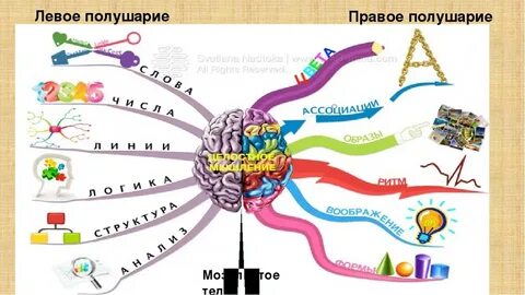 Оба полушария мозга